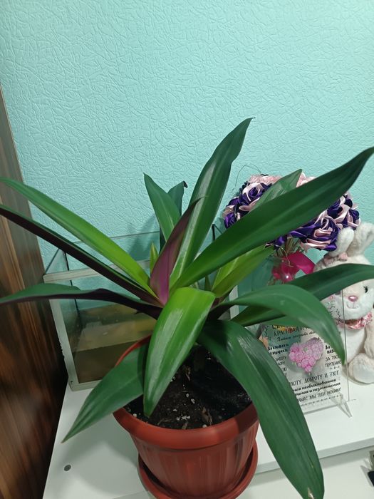 Продам цветы цены разные