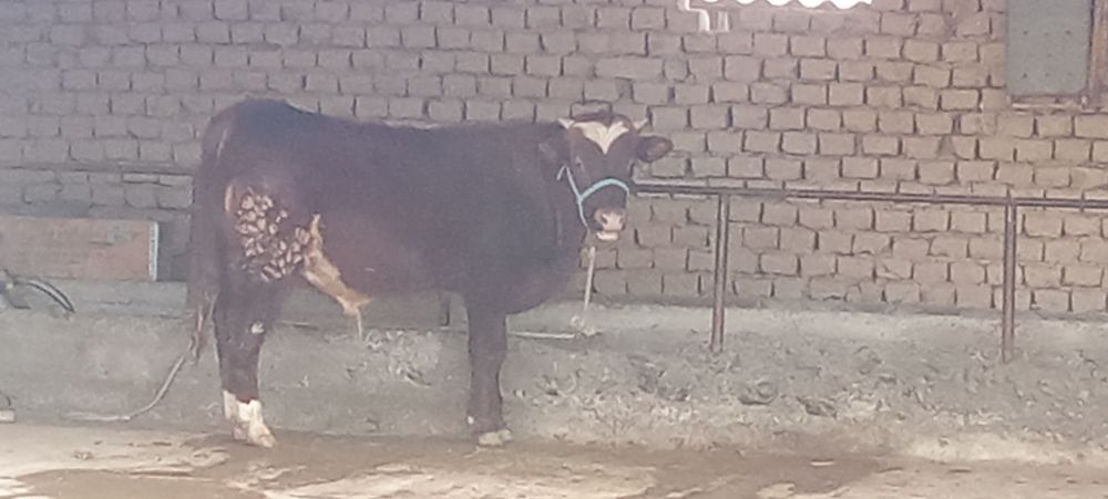 Өгызше сатылады продасы жақсы