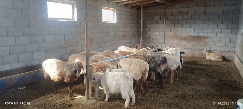 Қой ешкі сатылады семіз