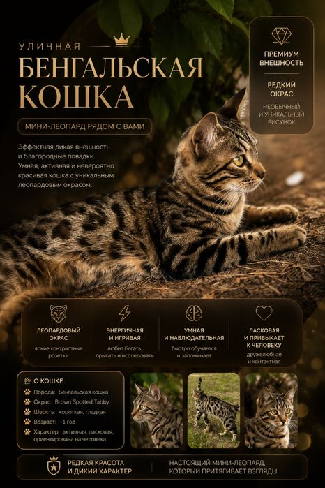 Бенгальская кошка