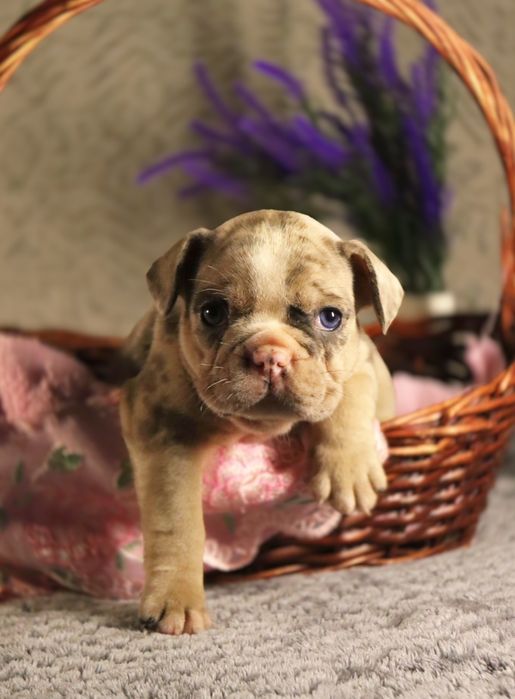 Шикарные породные бульдожки