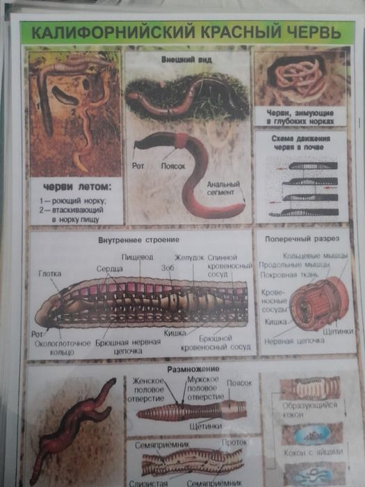 Продам биогумус.