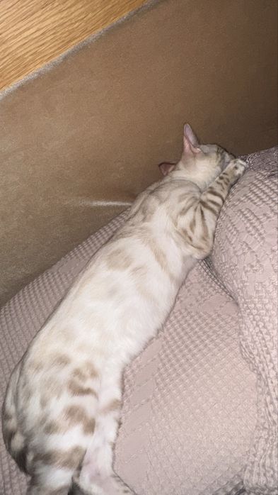 Бенгальская кошка