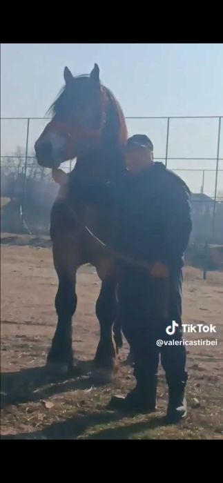 Vand armasar de 4 ani