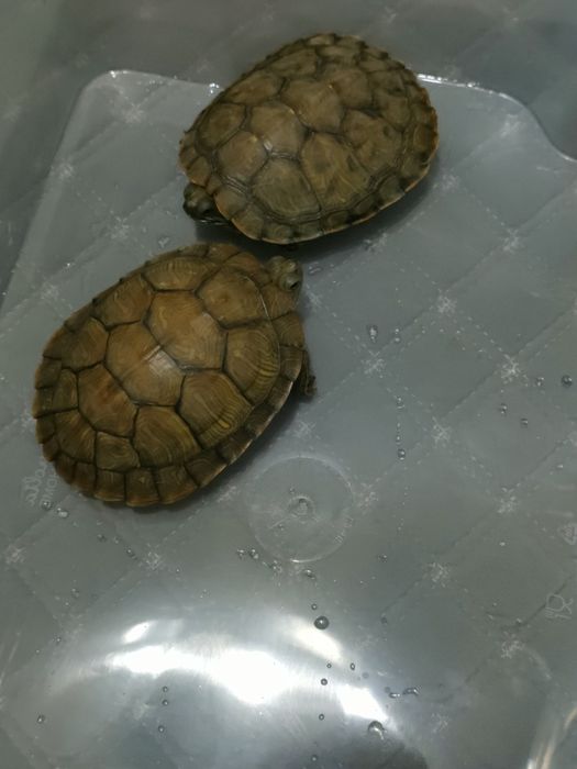 Черепаха продам ,