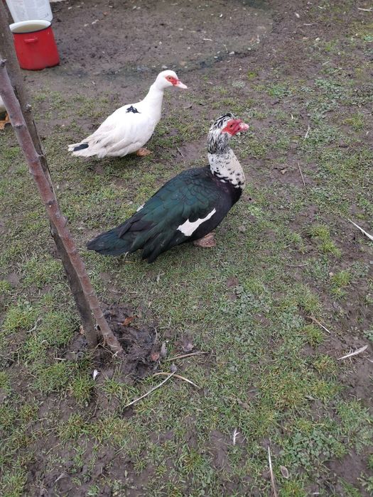 Vând rațe.       .