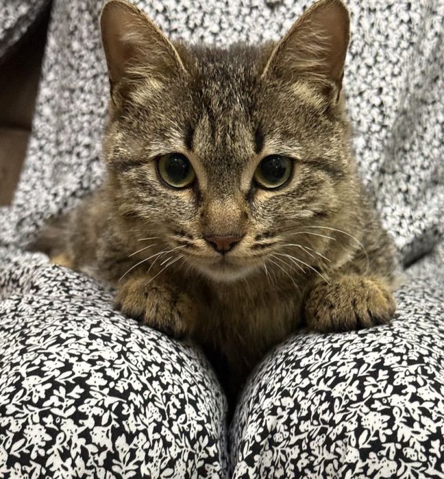 Котенок девочка 4 месяца отдадим в хорошие руки