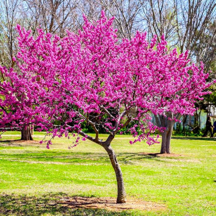 Cercis Oklahoma.