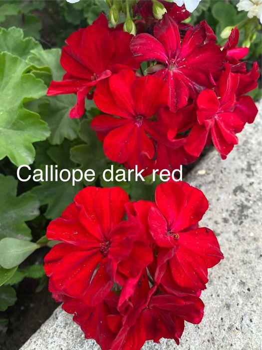 Черенки пеларгонии укорененные