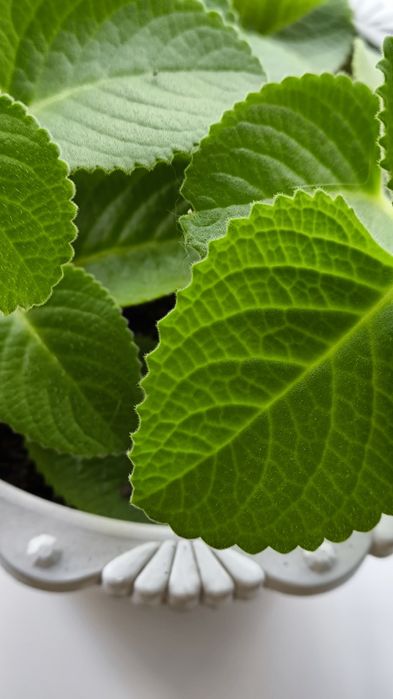 Мята комнатная , Плектрантус