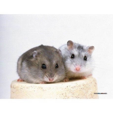 Хомячки Джунгарики