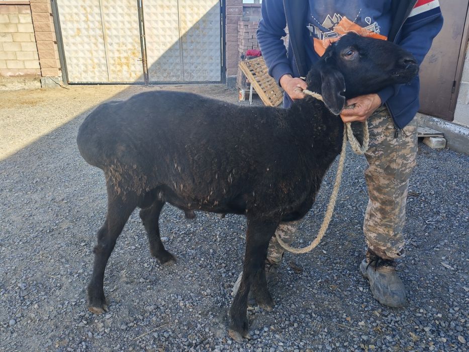 Қошқар, (гисар) сатылады