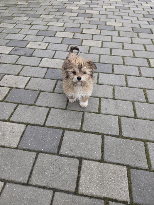 Catelusa  Shih Tzu de vanzare