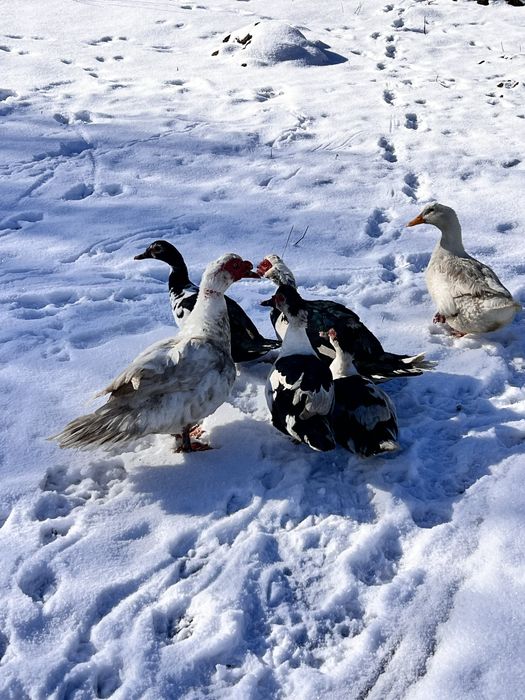 Неми юречки и една крякаща