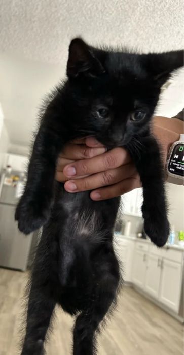 Котенок девочка 3 мес