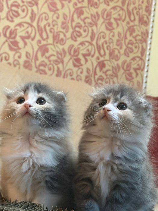 Шотландские длинношерстные  малыши