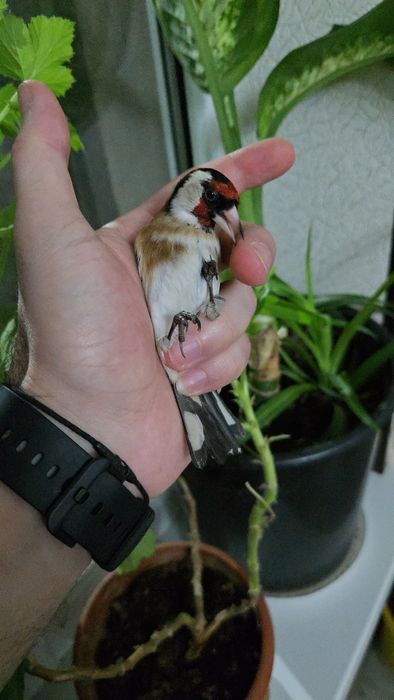 Щегол черноголовый