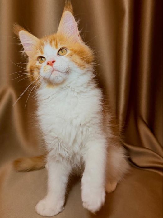 Котята породные мейн-кун