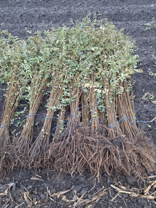 Puieți Salcâm,Ulm,Gladita