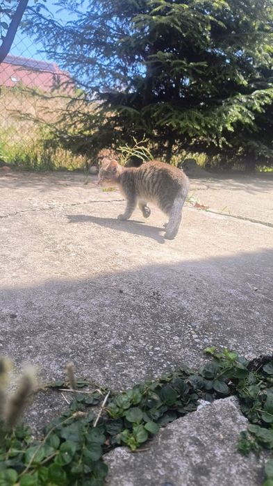 Donez pisicuțe pentru iubitorii de animale