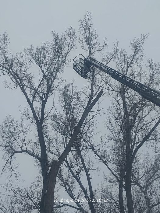 Агаш кесемиз спил деревьев