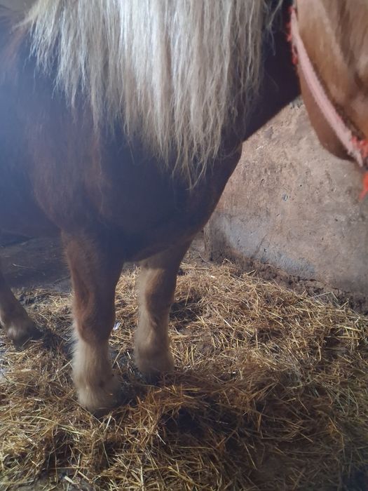 Vind minza de doi ani