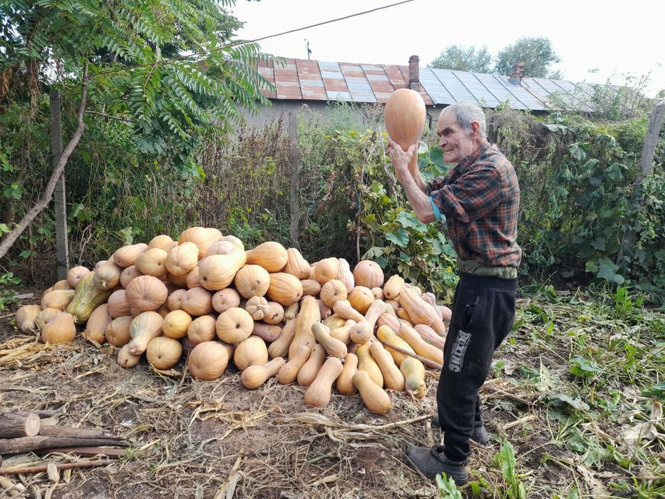 Vând bostani / dovleci plăcintari bio