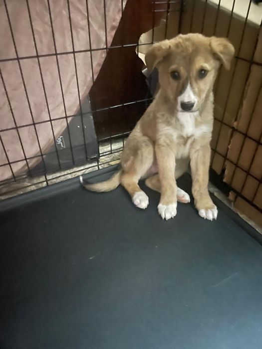 Щенки ищут дом мальчик и девочка