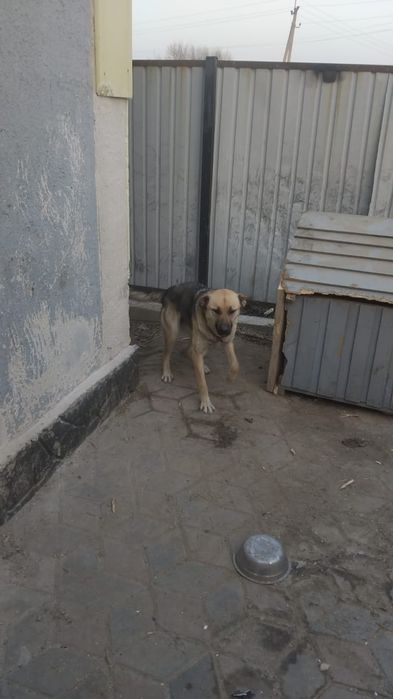 Собака восточная авчарка