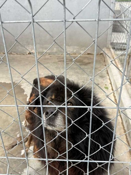 Adopta un caine - un sufletel are nevoie de stapan!