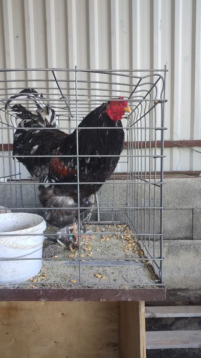Iepurași și Cocoș brahma