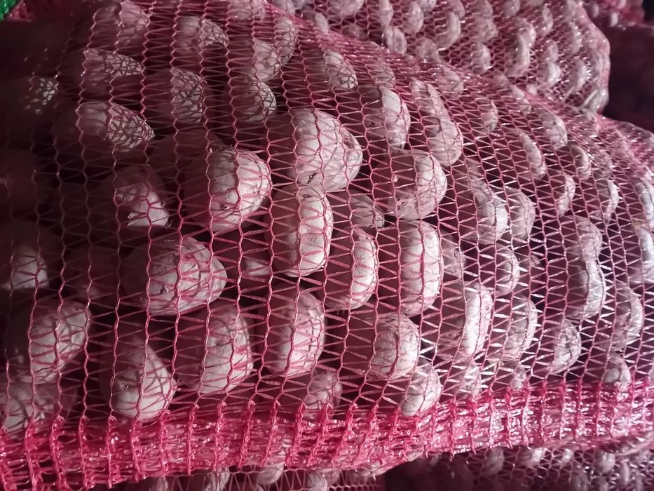 Cartofi consum și sămânță