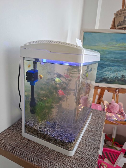 Acvariu din plexiglass cu pesti