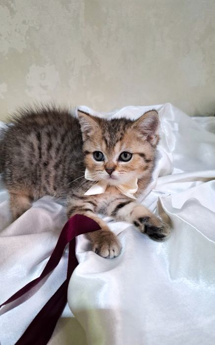 Котята британские шиншилла золото