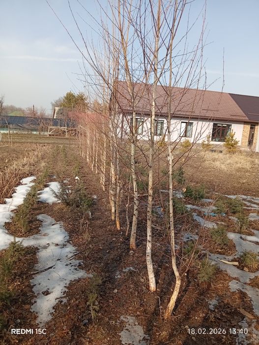 Продаются березы