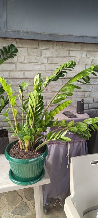Zamioculas, planta dinozaur
