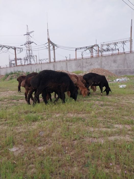 Куйва кучкорлар бор