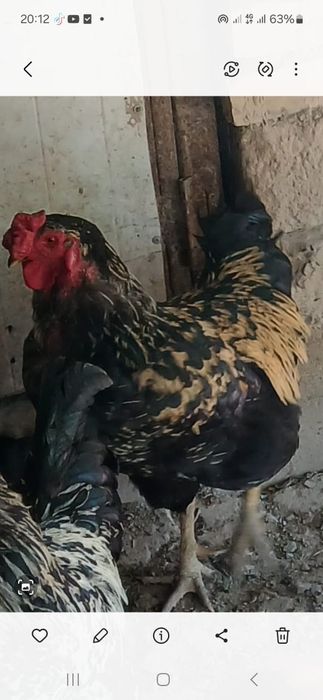 Продам петух 2 шт