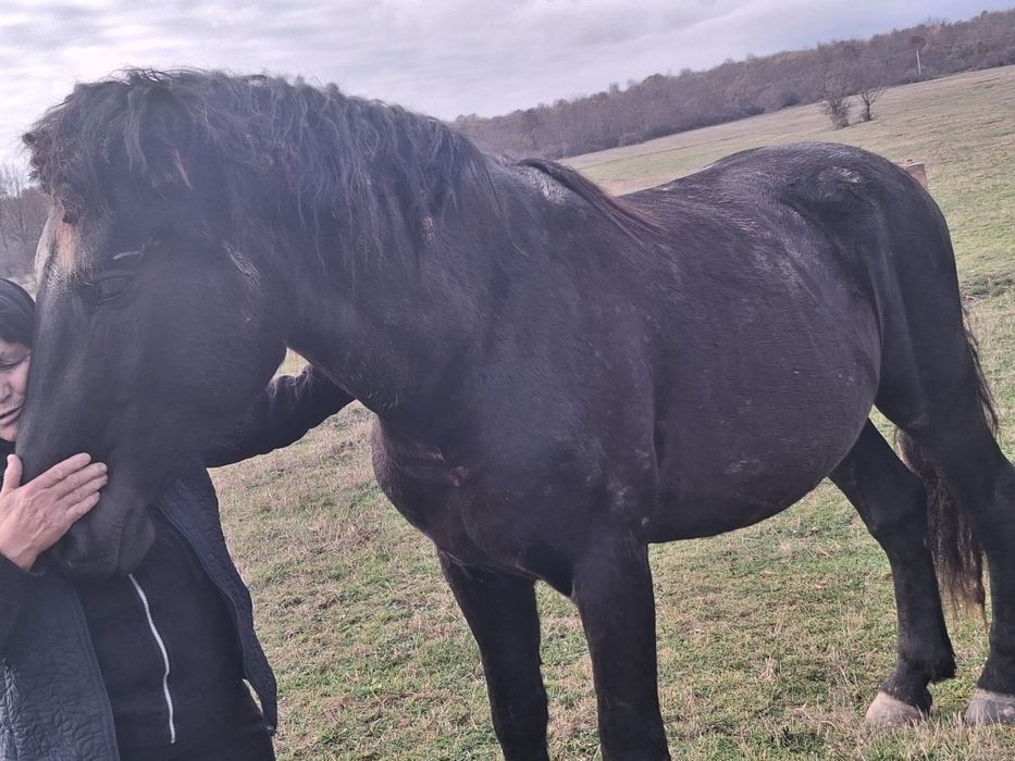 Cal de vânzare varsta 3 ani