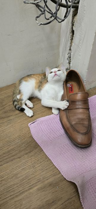 Отдам в хорошие руки котёнка
