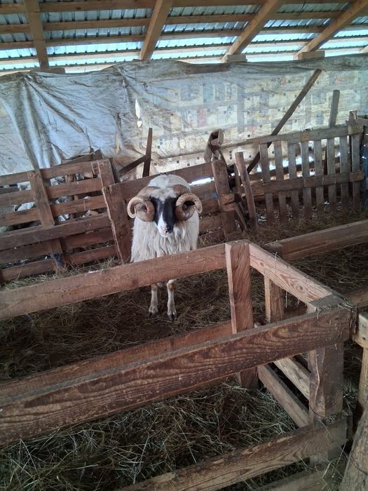 Vând berbeci  brezi