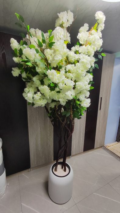 Суней дарахтлар оптом