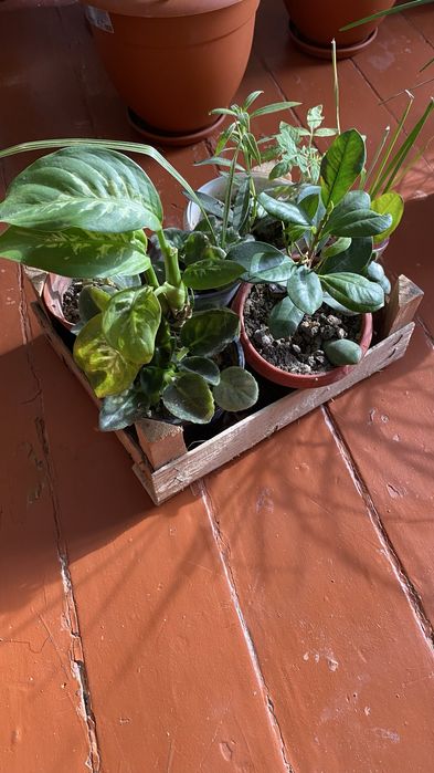 Комнатные цветы