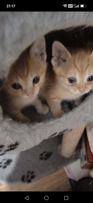 Ищем дом для котят