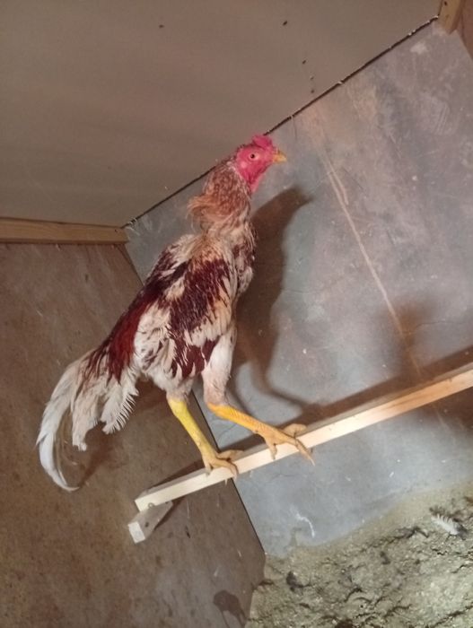 Dakang xoʻroz oq qizil