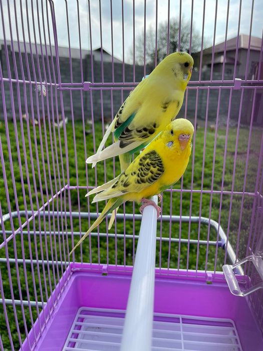 Попугай комплект