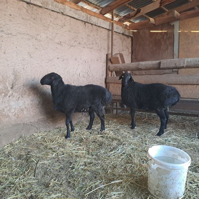 Кошкар Токты семиз.