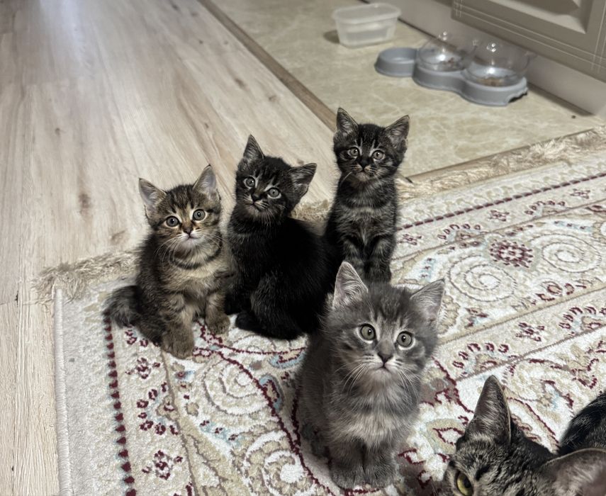 Котята 3 девочки)