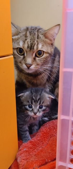 Отдам котят в добрые руки