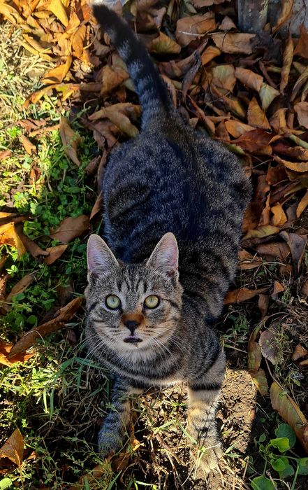 Двама красиви, гальовни господа си търсят любящи стопани